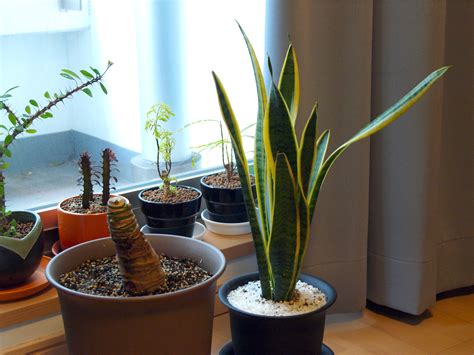 File:House plants.jpg