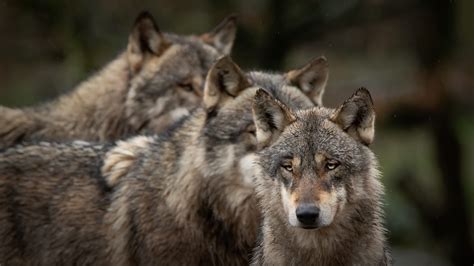 Wolf Pack HD Wallpapers New Tab – Impressive Nature