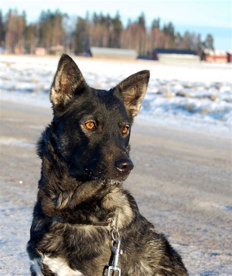 74 best Finland Reindeer Herding Dogs images on Pinterest | Finland, Herding dogs and Reindeer