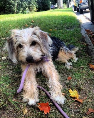 Are Maltese Beagle Mix Dogs the Right Maltese Mix for You?