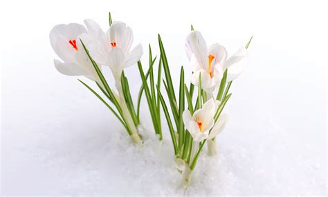 Snow, Snowdrops, Spring Flowers, Early Spring Wallpapers - С 1 Днем Весны (#1871248) - HD ...