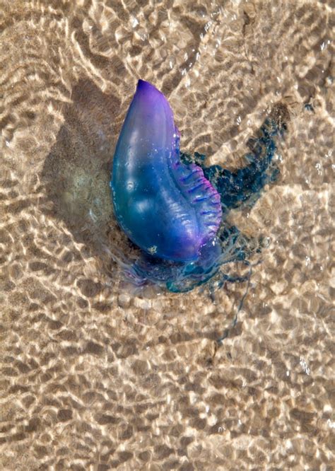 Deadly man o' war jellyfish becoming more common in British waters ...