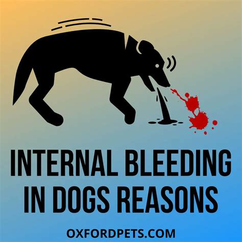 Internal Bleeding in Dogs: 9 Symptoms and Home Remedies - Oxford Pets