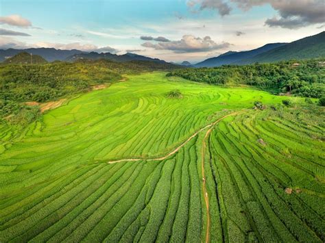 Aerial View of Rice Terraces · Free Stock Photo