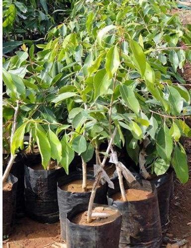Black Jamun Plant Buy black jamun plant for best price at INR 50INR 80 / Piece(s)