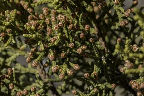 The Power of Pollen – Pajarito Environmental Education Center