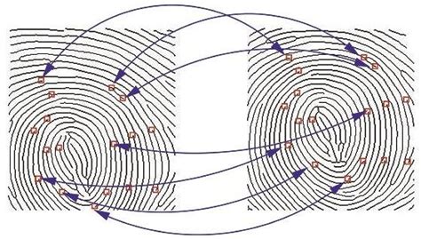 Minutiae-Based fingerprint matching. | Download Scientific Diagram