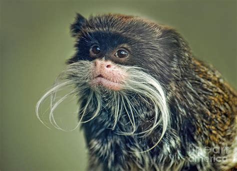 Mustached Monkey Emperor Tamarin II Photograph by Jim Fitzpatrick - Pixels