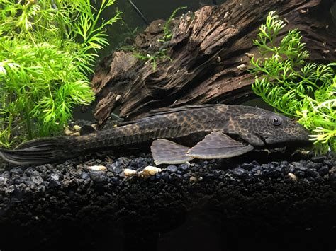 Hypostomus Plecostomus: Care Guide, Breeding & Tank Size