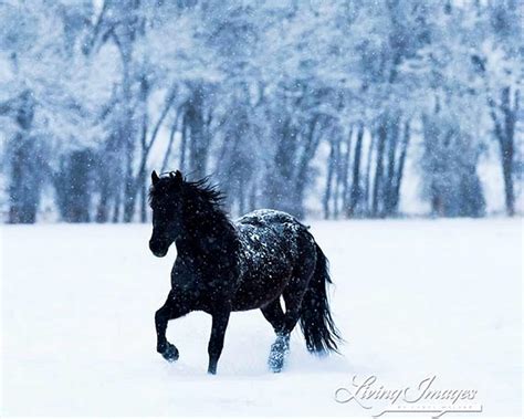 Friesian Horse In Snow Wallpaper