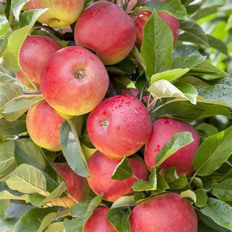 Malus d. 'Elstar' 12 Litre - Fruit Trees & Bushes - Arboretum Garden Centre