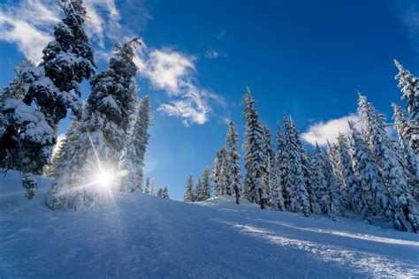 Fotos gratis : árbol, montaña, nieve, frío, cordillera, pino, hojas ...