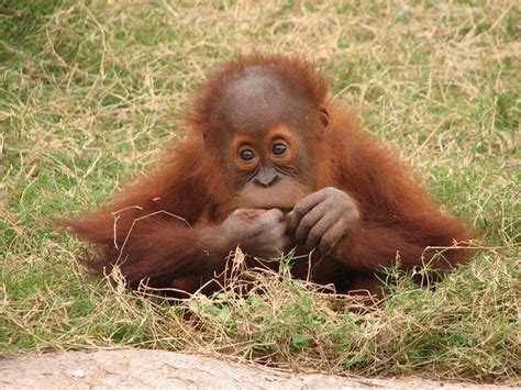 Young orangutan ponders the sad curse of male pattern bald… | Flickr