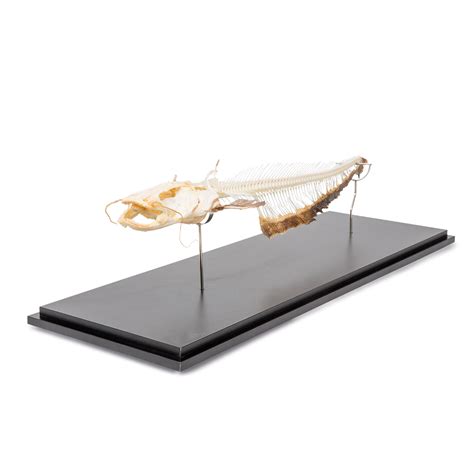 Skeleton of European Catfish (Silurus glanis), Specimen - 1020964 ...