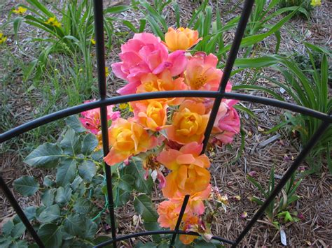 Climbing Rose | Joseph's Coat climbing rose | Care_SMC | Flickr