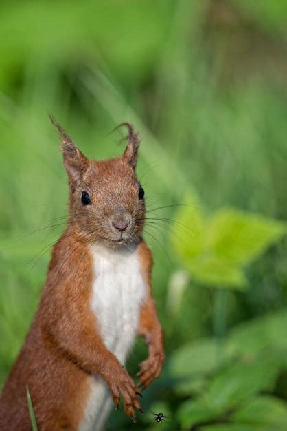 Premium Photo | Red squirrel in the forest