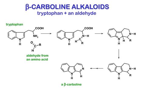 PPT - BIOSYNTHESIS OF INDOLE ALKALOIDS PowerPoint Presentation - ID:610215