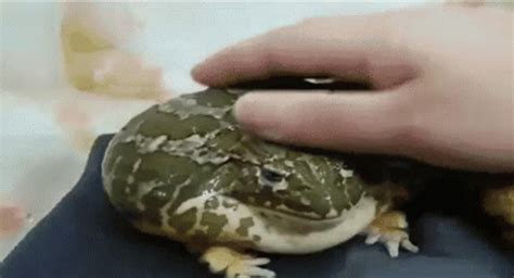 Frog Fat GIF - Frog Fat Caress - Discover & Share GIFs