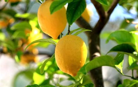 20pcs/ lot Bonsai Lemon Tree Seeds Fruit Tree Seeds For Home Garden POT FRUIT FRUIT SEED DIY ...