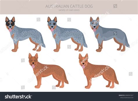 Australian Cattle Dog All Colours Clipart Stock Vector (Royalty Free ...