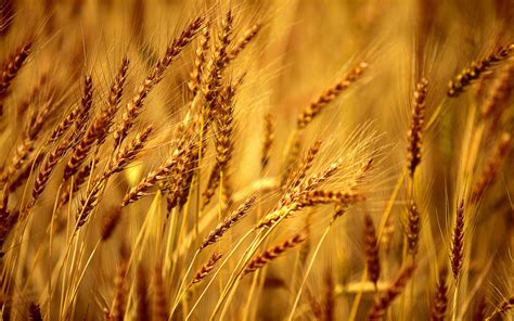 Wheat Golden Crop Nature Field HD Wallpaper - WallpapersMe | Wheat ...