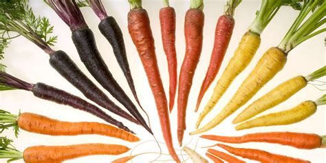 Carrot Farming in Zimbabwe | StartupBiz Zimbabwe