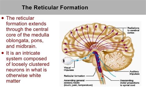 Midbrain Diagram Reticular Formation