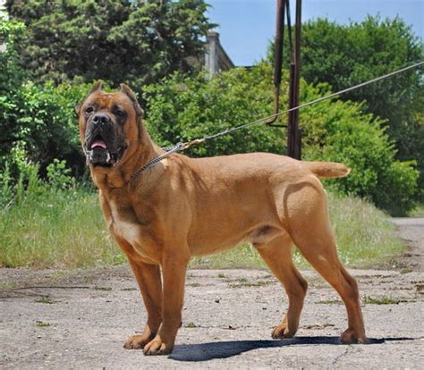 Italian Mastiff Brown