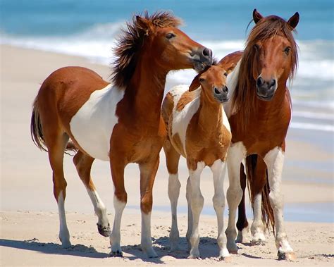 Wild Horses of Assateague Island Maryland | Smithsonian Photo Contest | Smithsonian Magazine