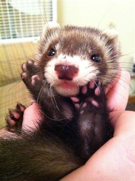 I has feets! My girlfriends cute baby ferret. | Baby ferrets, Pet ferret, Cute ferrets