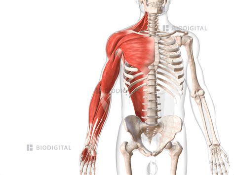 Muscles of right upper limb | BioDigital Anatomy