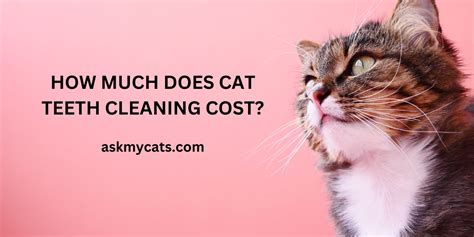 How Much Does Cat Teeth Cleaning Cost?