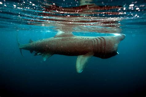 We weren’t expecting you so soon: First basking shark of the season spotted swimming off ...