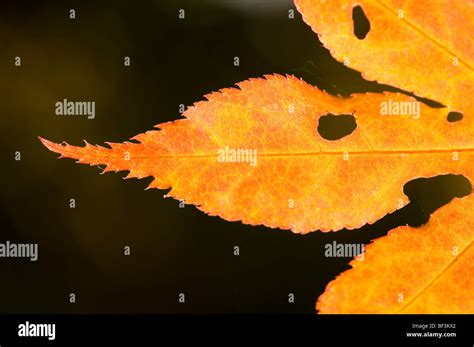 Autumn leaves of an Acer palmatum Stock Photo - Alamy