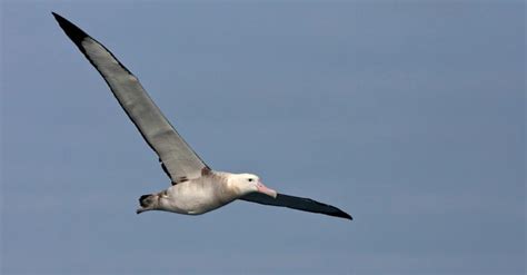 10 Incredible Albatross Facts - W3schools - W3schools