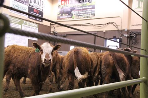 Auction mart report for the week of November 3, 2023 - Canadian Cattlemen