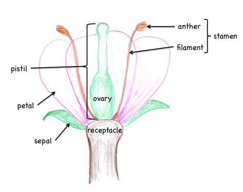 Flower overview