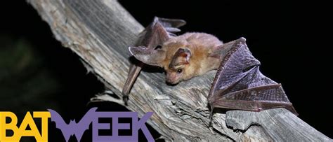 Celebrate The World's Only Flying Mammal During Bat Week, which runs through Oct. 31 | Recent ...