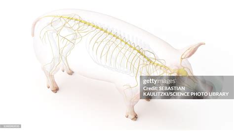 Pig Nervous System Illustration High-Res Vector Graphic - Getty Images