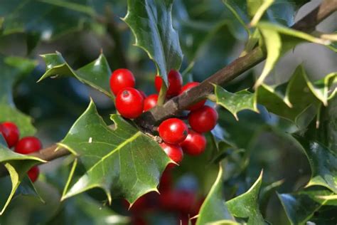 How to Grow and Care for Holly Bushes (Ilex) - GrowingVale