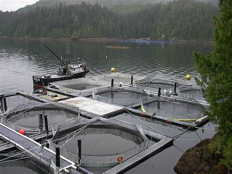 Is salmon farming sustainable? | Raincoast