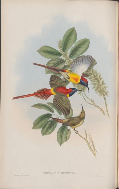 BibliOdyssey: Gould's Birds of Asia