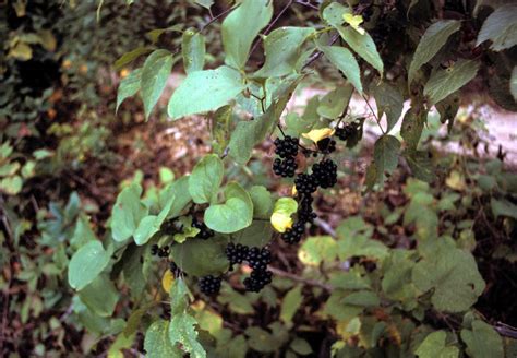 Smilax rotundifolia (Smilacaceae) image 2010 at PhytoImages.siu.edu