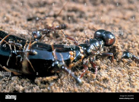 Army ant queen during migration. Close-up of the enormous queen of an army ant (Dorylus anomma ...