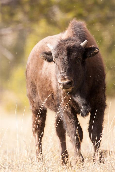 Bison Calf Photograph by M Halverson