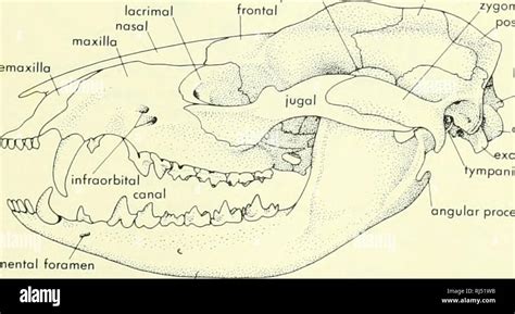 Opossum Skeleton Diagram - General Wiring Diagram