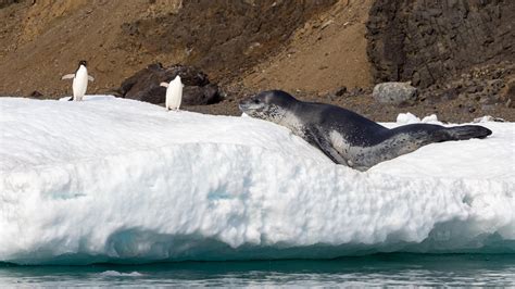 Penguins and Predators in Antarctica — Adam Maire Photography