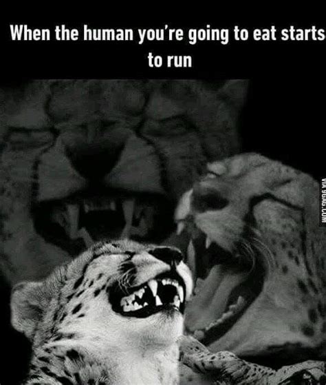 The best cheetah memes :) Memedroid