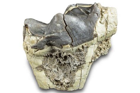 2.7" Fossil Titanothere (Megacerops) Partial Molar - Nebraska (#281726 ...