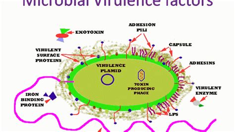 Virulence factors of bacteria/microbial virulence factors